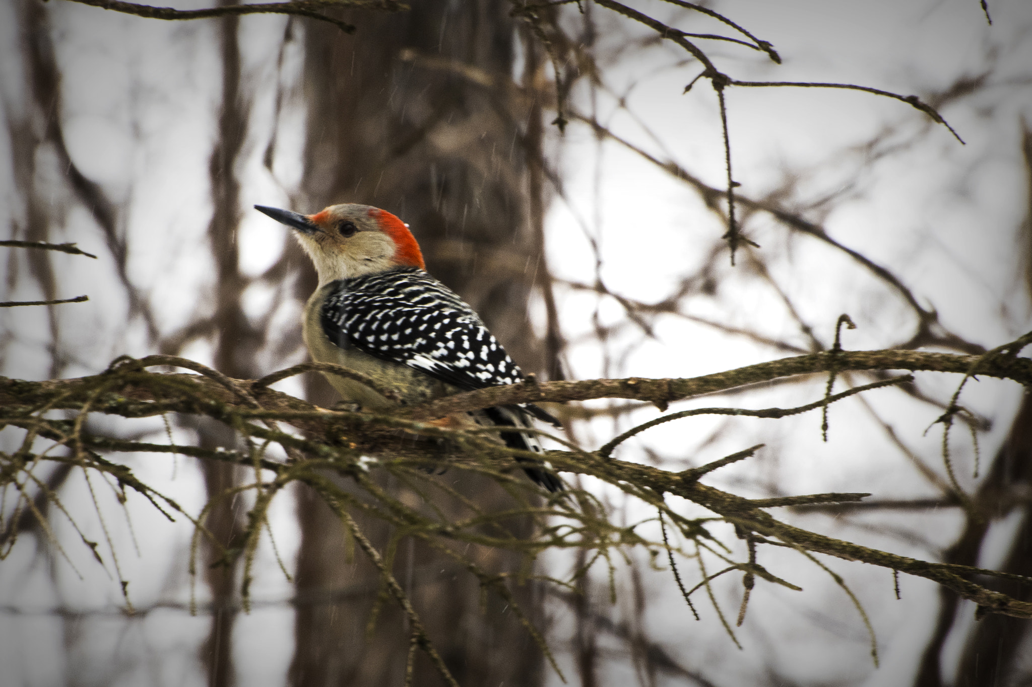 Nikon D500 sample photo. Red-bellied woodpecker in tree. windsor, on. photography