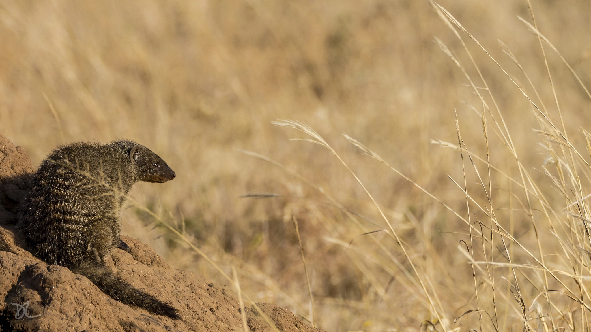 Tamron SP 150-600mm F5-6.3 Di VC USD sample photo. The sentinel photography