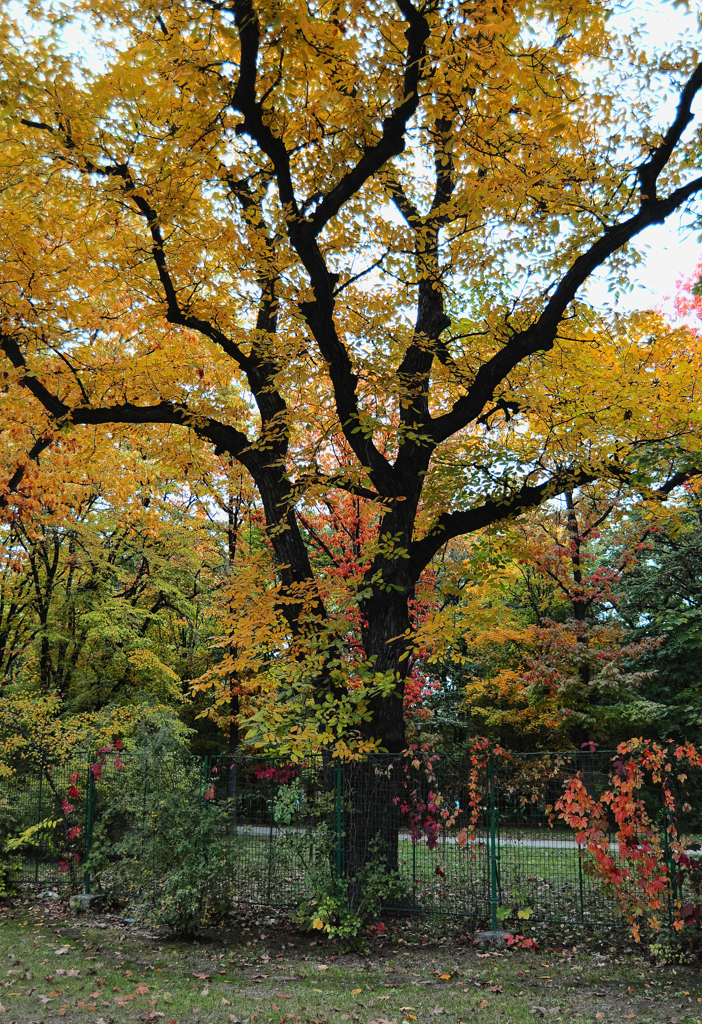 Nikon D300 sample photo. Colorful tree photography