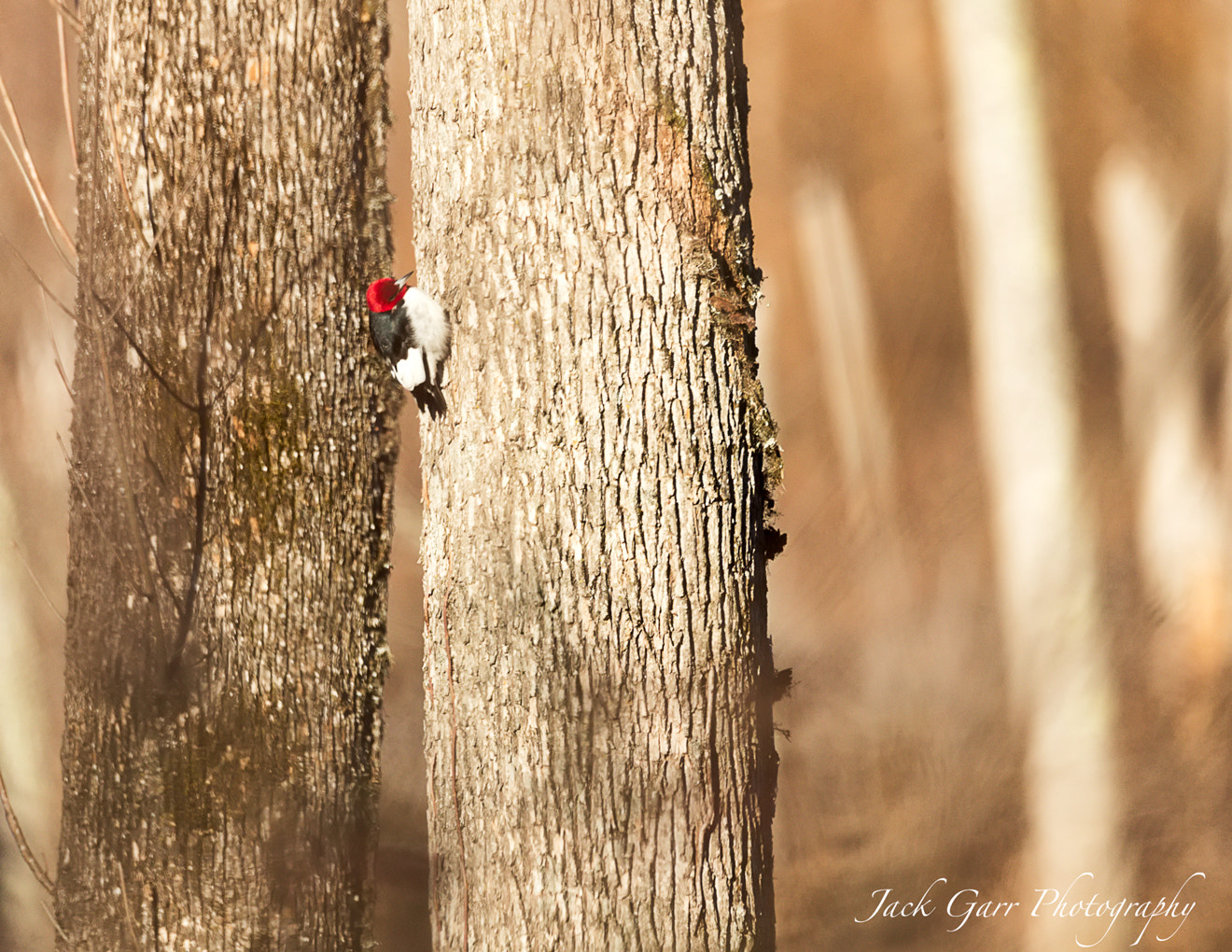 Canon EOS-1D X Mark II sample photo. Red-headed woodpecker photography