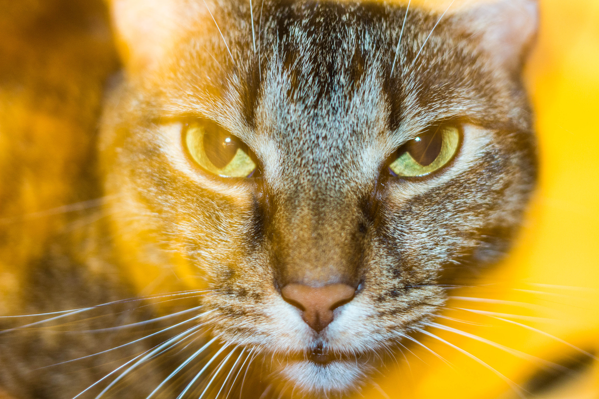 Canon EOS 100D (EOS Rebel SL1 / EOS Kiss X7) + Canon EF 40mm F2.8 STM sample photo. Cat & flash photography