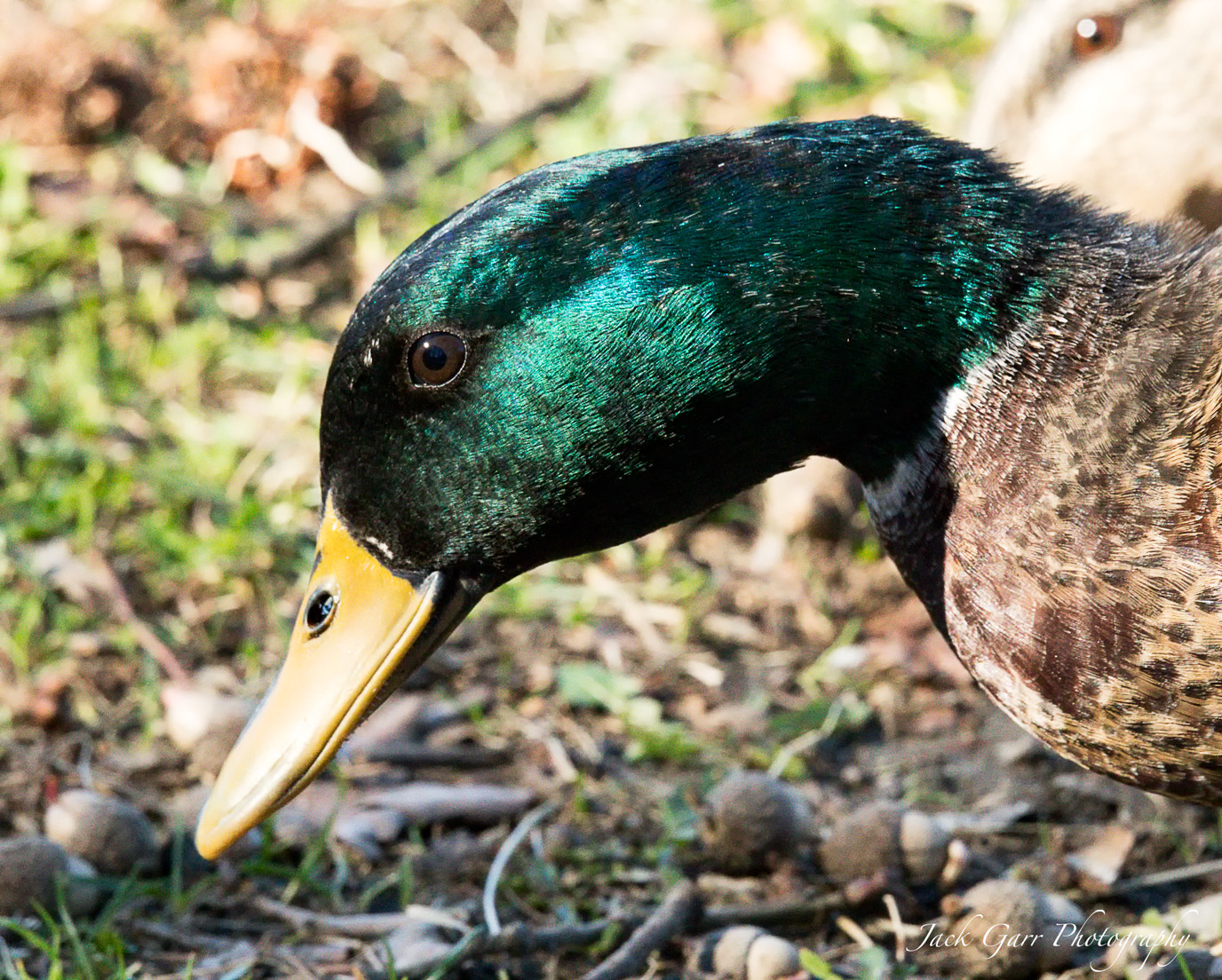 150-600mm F5-6.3 DG OS HSM | Sports 014 sample photo. Male mallard closeup photography