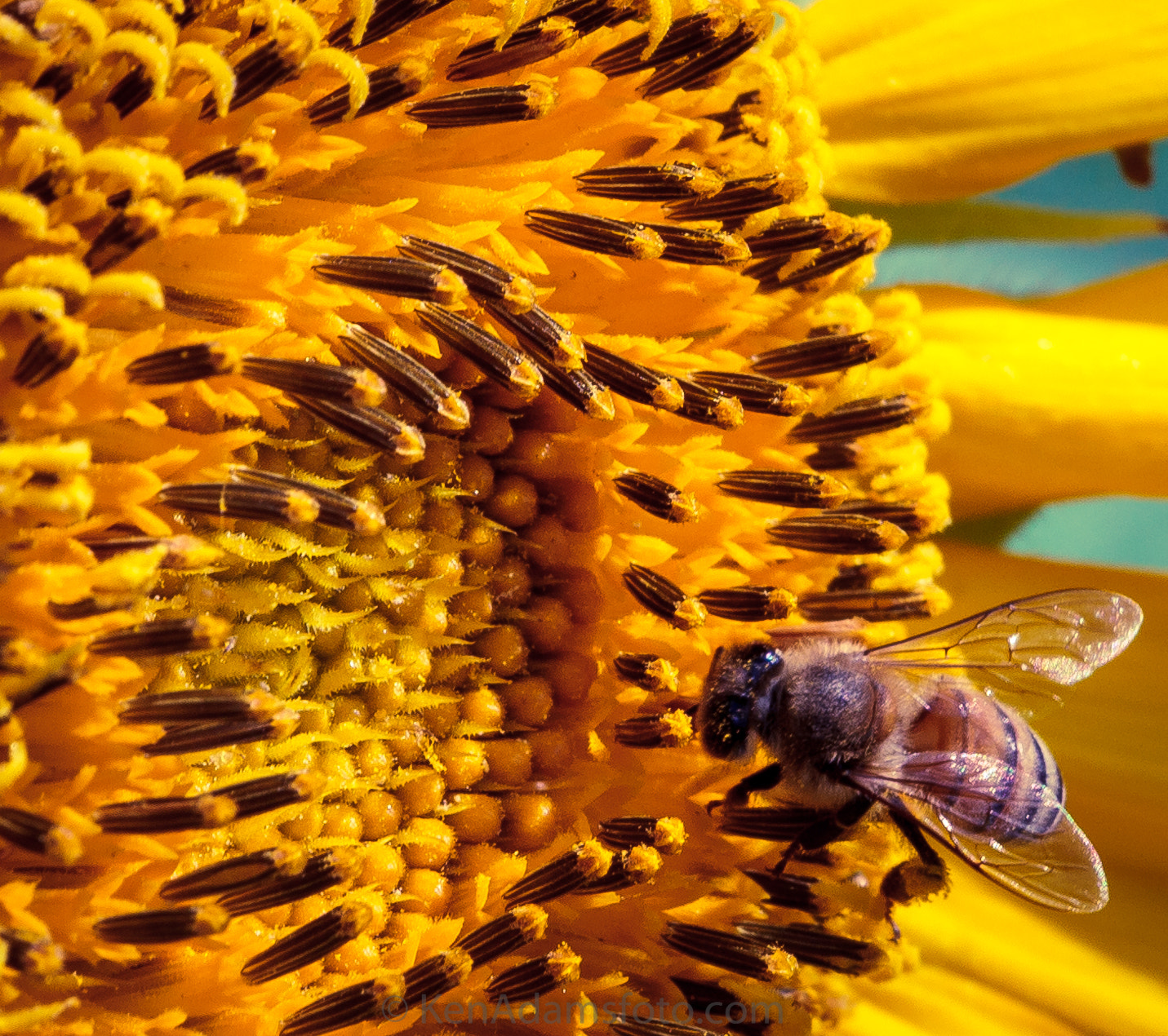 Canon EOS 600D (Rebel EOS T3i / EOS Kiss X5) sample photo. Sunflower & bee photography