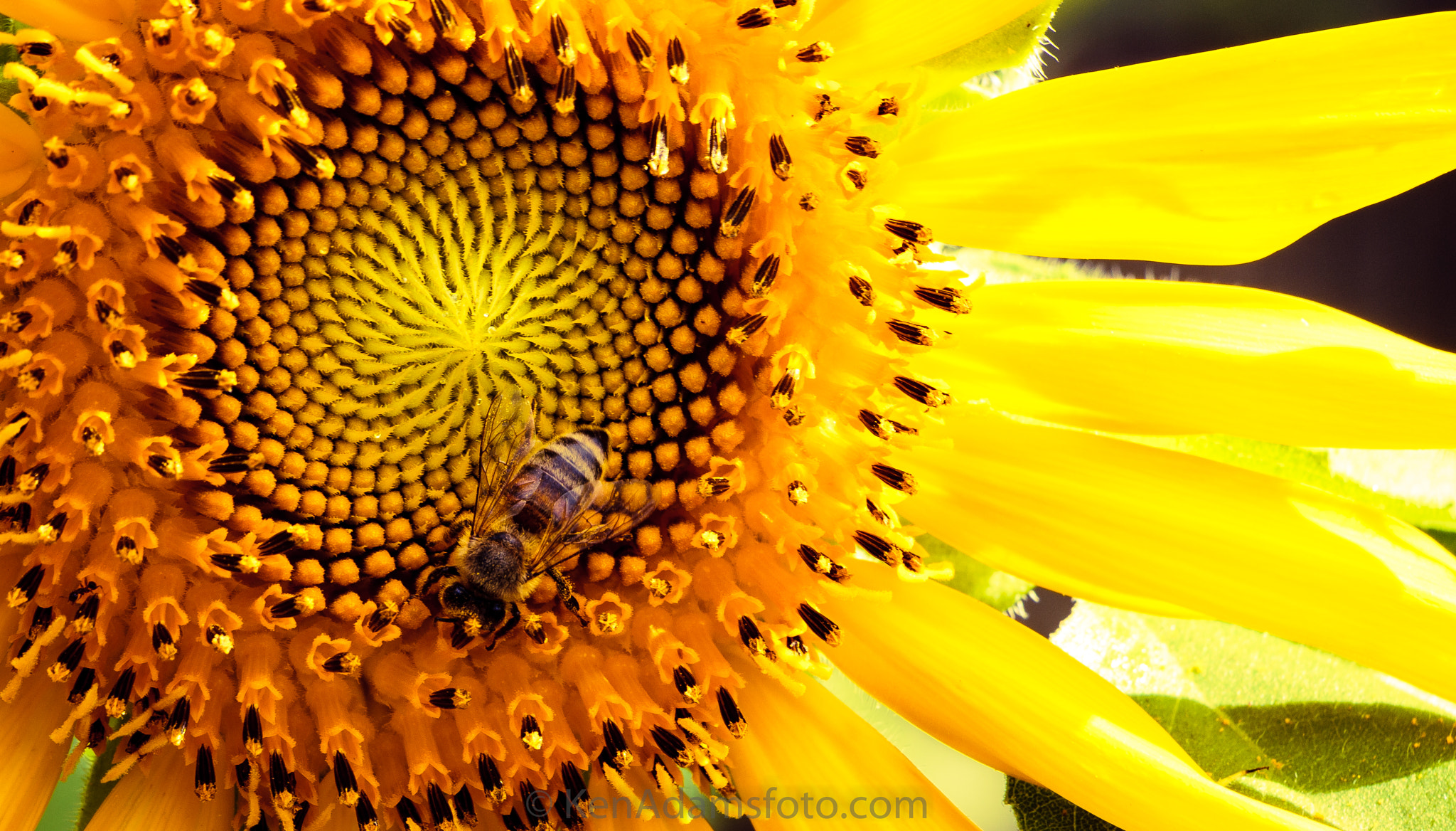 Canon EOS 600D (Rebel EOS T3i / EOS Kiss X5) sample photo. Sunflower symmetric. photography