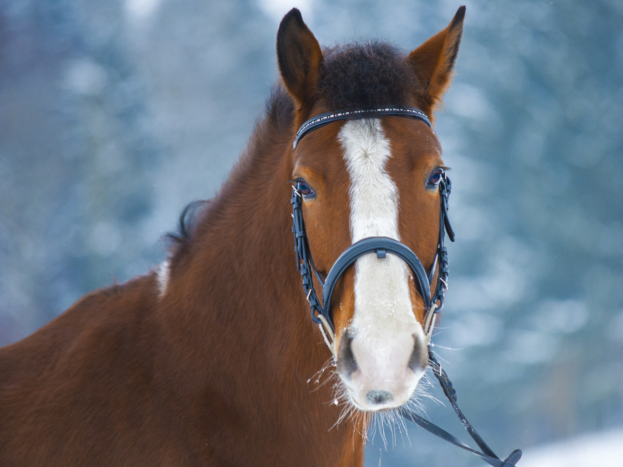 Sigma 70-200mm F2.8 EX DG Macro HSM II sample photo. Freiberger mare photography