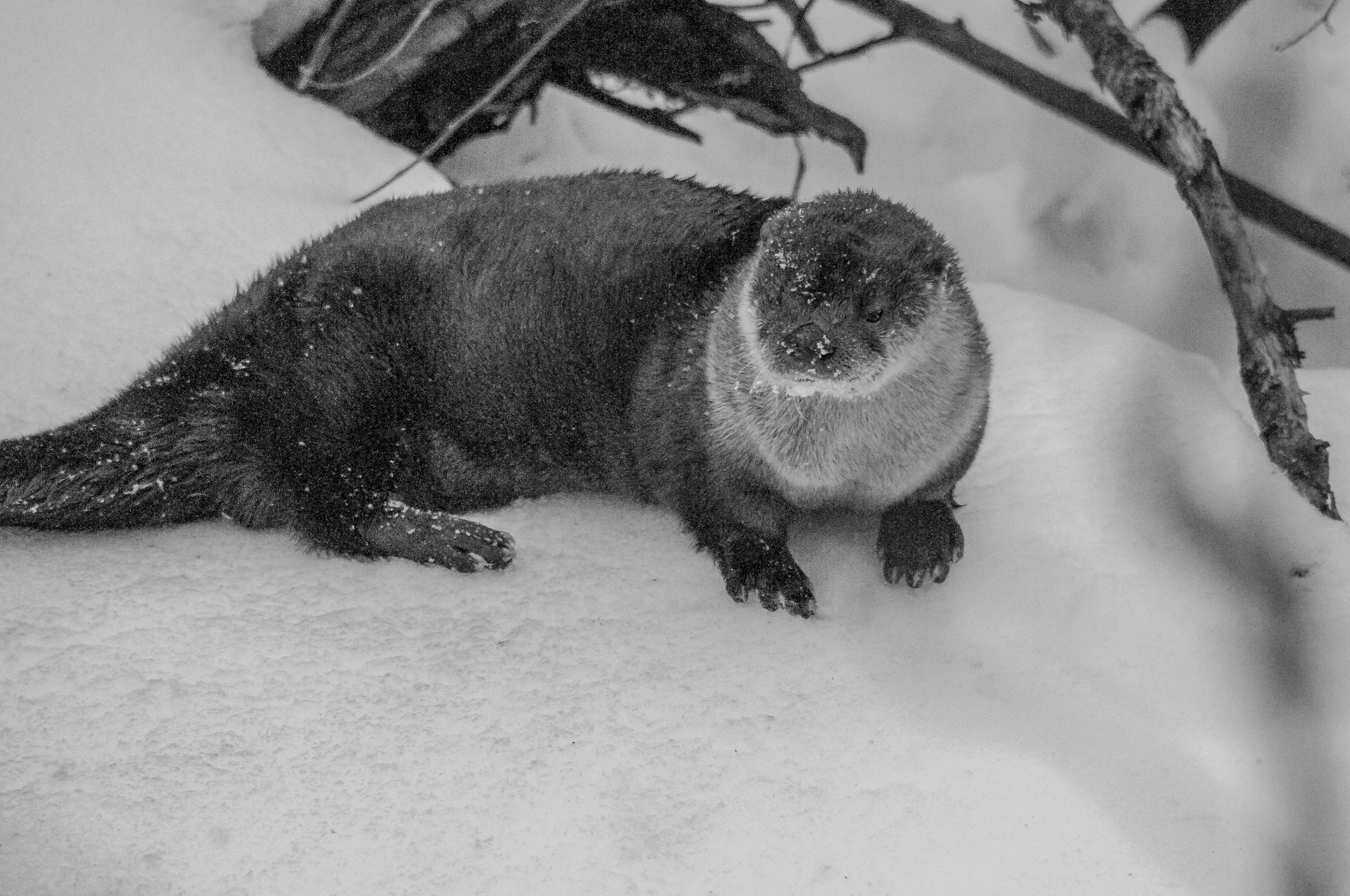 Sigma 150-500mm F5-6.3 DG OS HSM sample photo. Otterly smooth photography