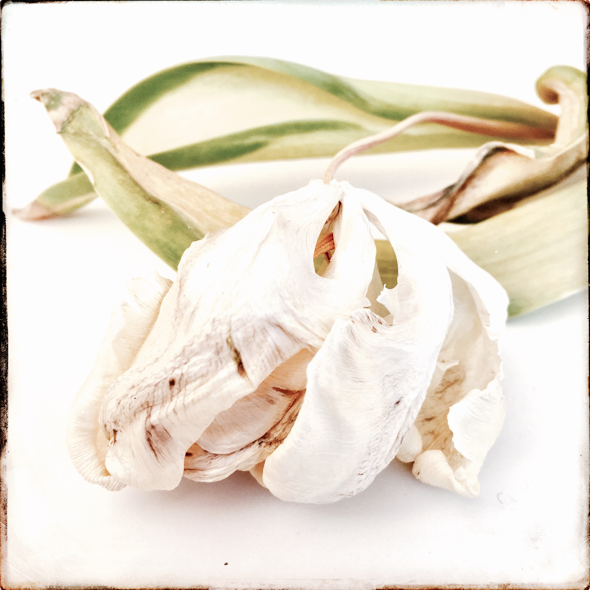 Hipstamatic 331 sample photo. Tulip photography