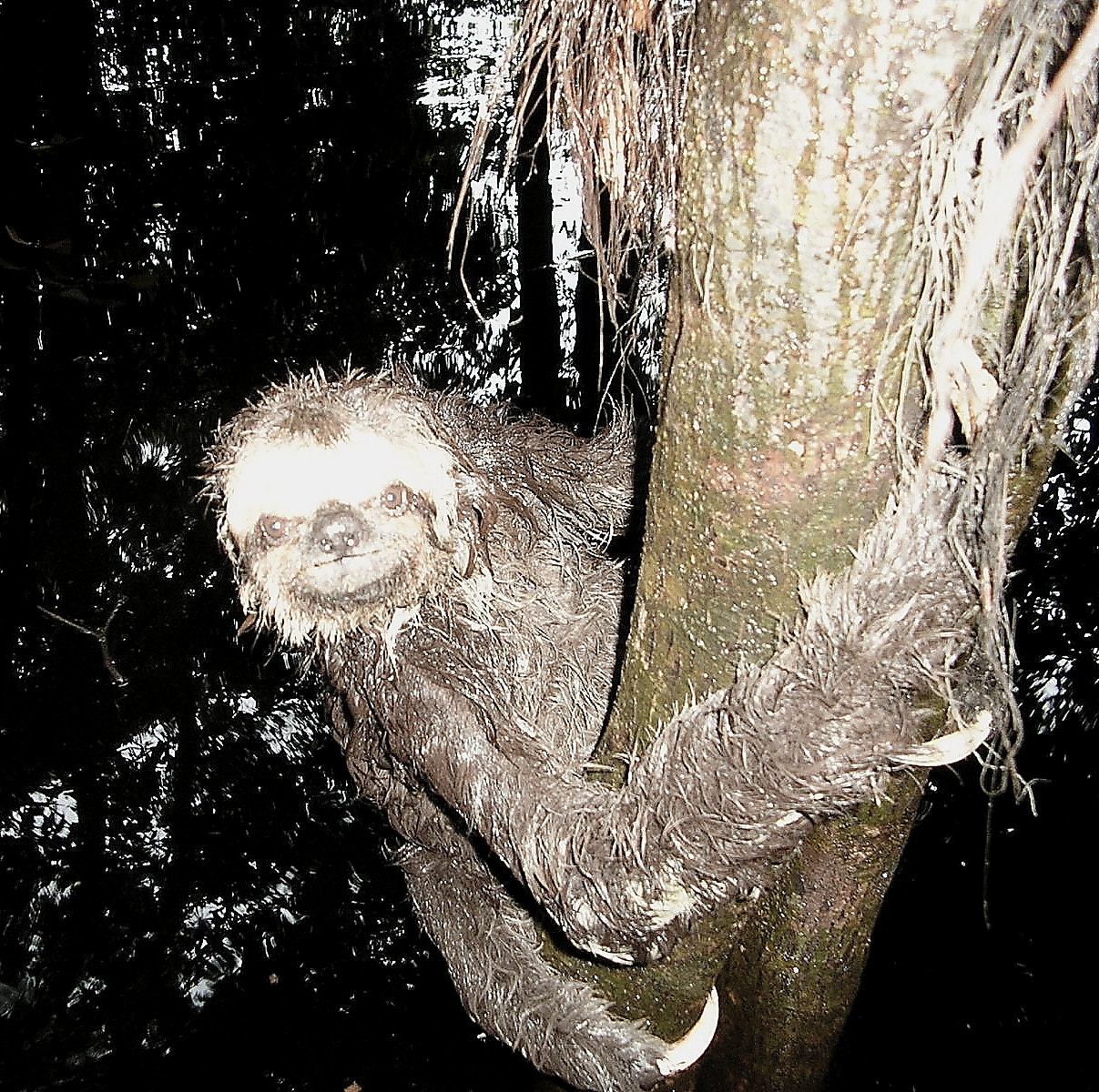 Olympus X100,D540Z,C310Z sample photo. A young sloth photography