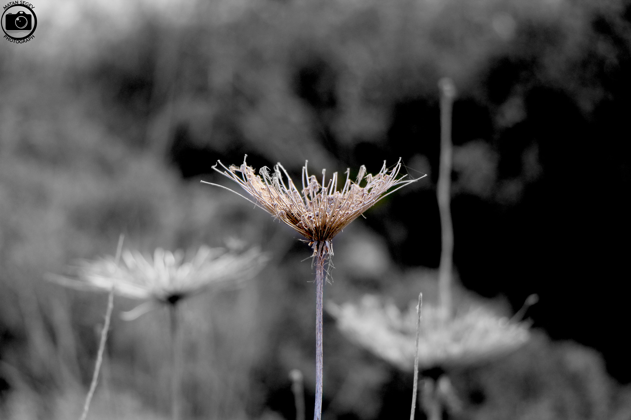 Canon EOS 1200D (EOS Rebel T5 / EOS Kiss X70 / EOS Hi) sample photo. Blackandwhite photography