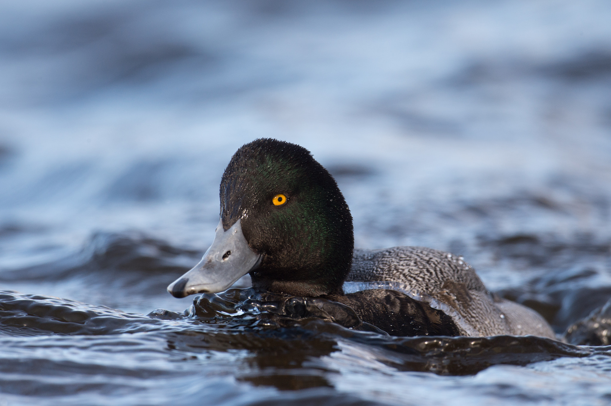 Nikon AF-S Nikkor 800mm F5.6E FL ED VR sample photo. Petit fuligule, aythaya affinis, lesser scaup photography