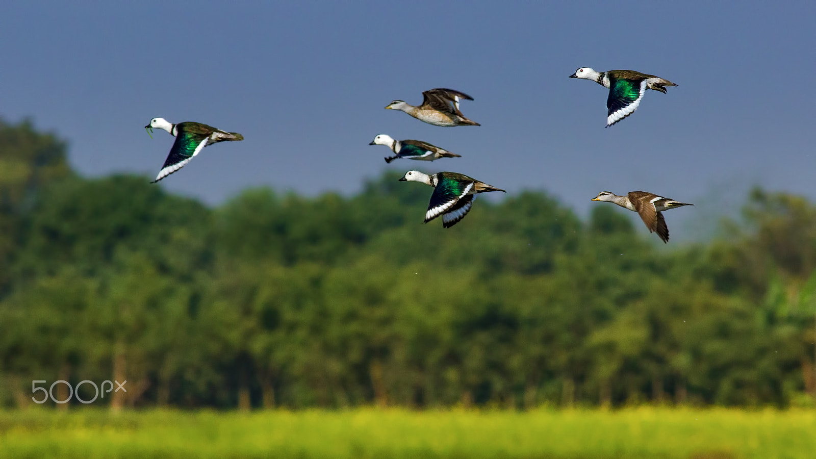 Canon EOS 600D (Rebel EOS T3i / EOS Kiss X5) + Canon EF 400mm F5.6L USM sample photo. Bird-scape: cotton pygmy geese photography