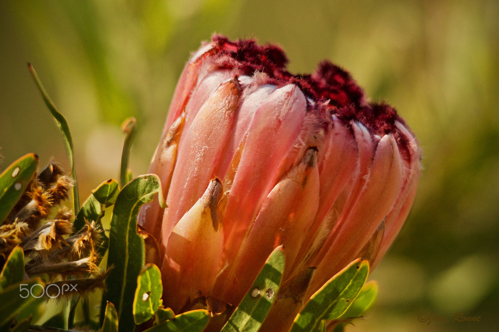 Sigma 150-500mm F5-6.3 DG OS HSM sample photo. Protea photography