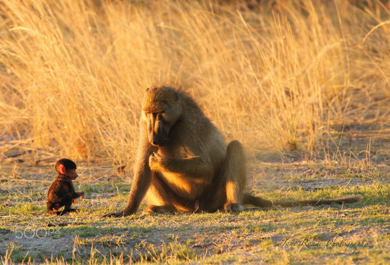 Sigma 150-600mm F5-6.3 DG OS HSM | C sample photo. Father & son talk photography