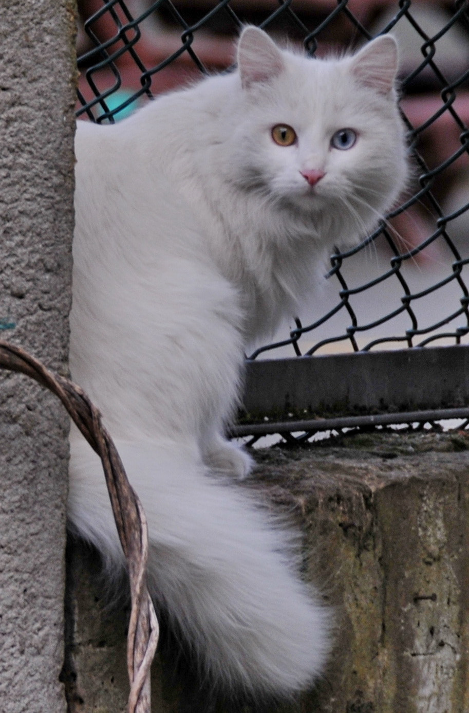 Nikon D300S sample photo. “the white cat symbolizes the silvery moon" photography