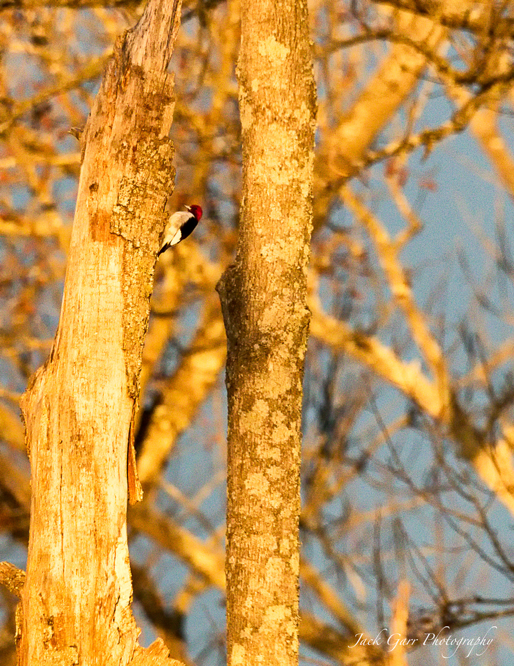 Canon EOS-1D X Mark II sample photo. Red-headed woodpecker at sunrise photography