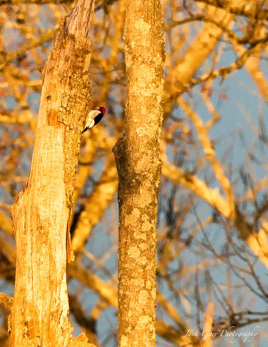 150-600mm F5-6.3 DG OS HSM | Sports 014 sample photo. Red-headed woodpecker at sunrise photography