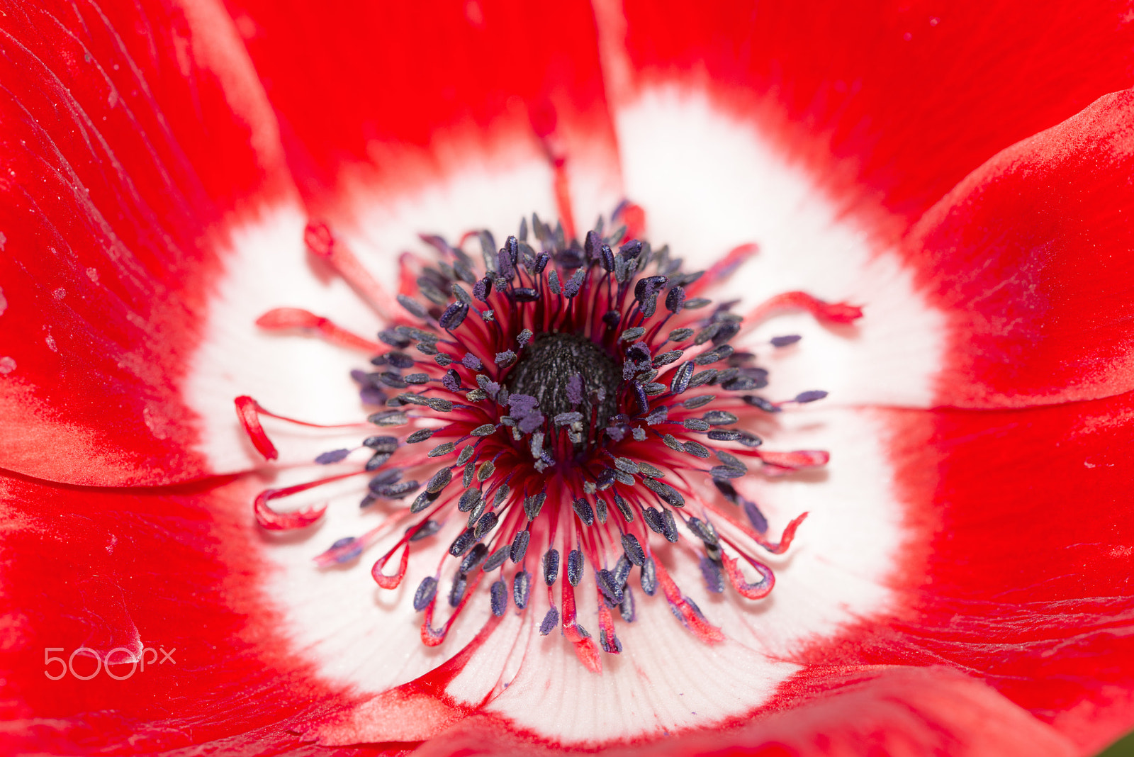 Nikon D800 + Nikon AF Micro-Nikkor 200mm F4D ED-IF sample photo. Red anemone harmony photography