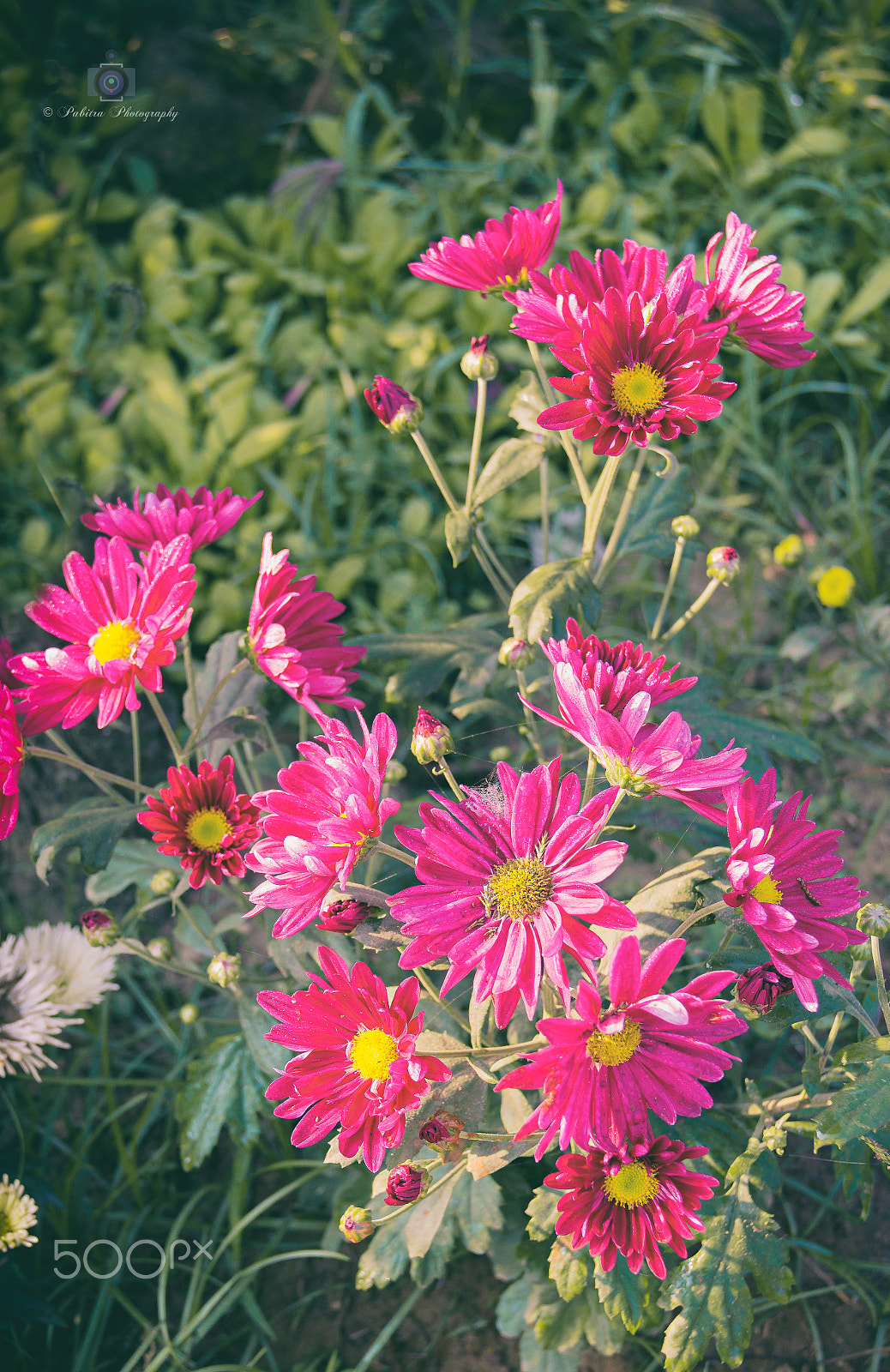 Canon EF-S 18-135mm F3.5-5.6 IS sample photo. Flowers photography