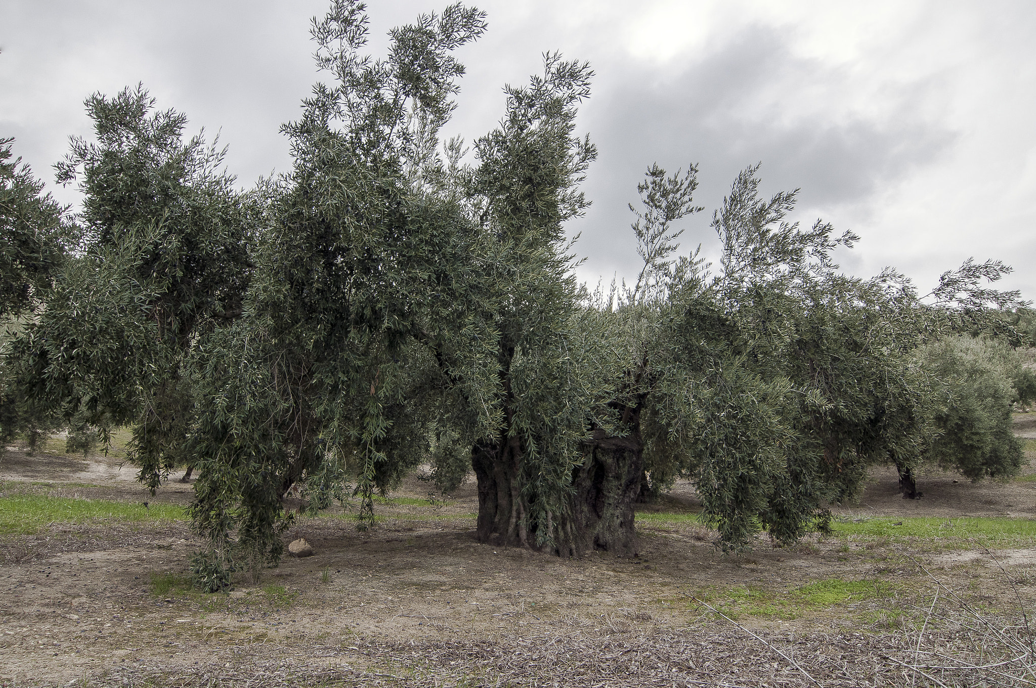 Tokina AT-X Pro 12-24mm F4 (IF) DX sample photo. El rey del olivar photography