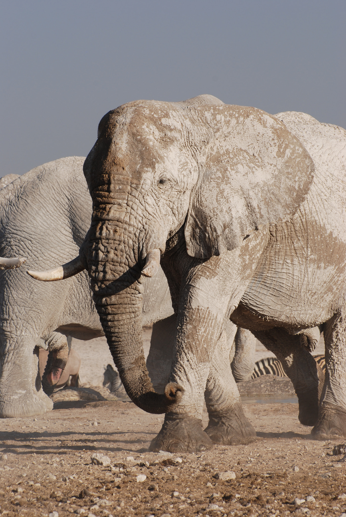 Nikon D80 sample photo. Elephant photography