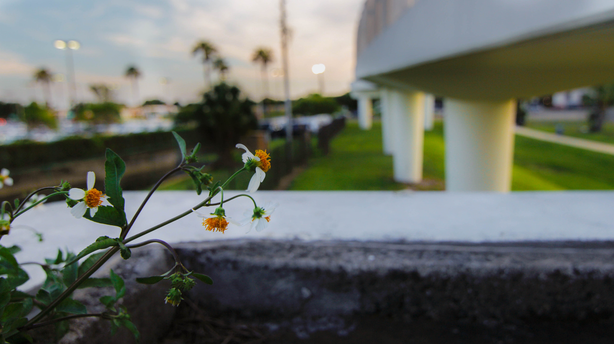 Canon EOS 600D (Rebel EOS T3i / EOS Kiss X5) sample photo. Flowers photography