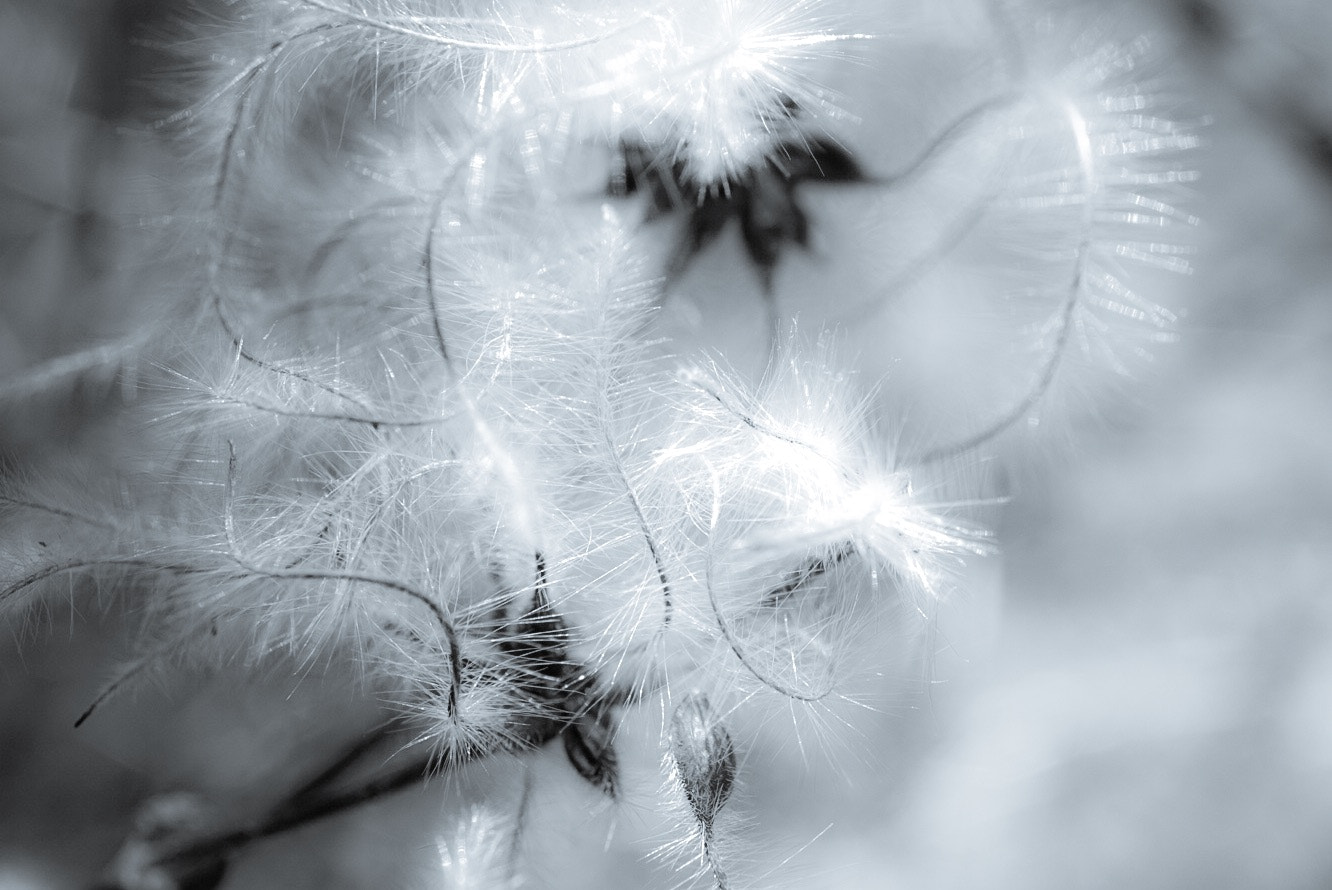 Sony Alpha QX1 sample photo. My beloved plant! photography