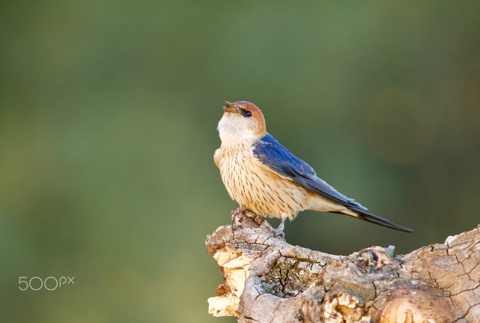 Sigma 150mm f/2.8 EX DG OS HSM APO Macro sample photo. Greater striped swallow photography