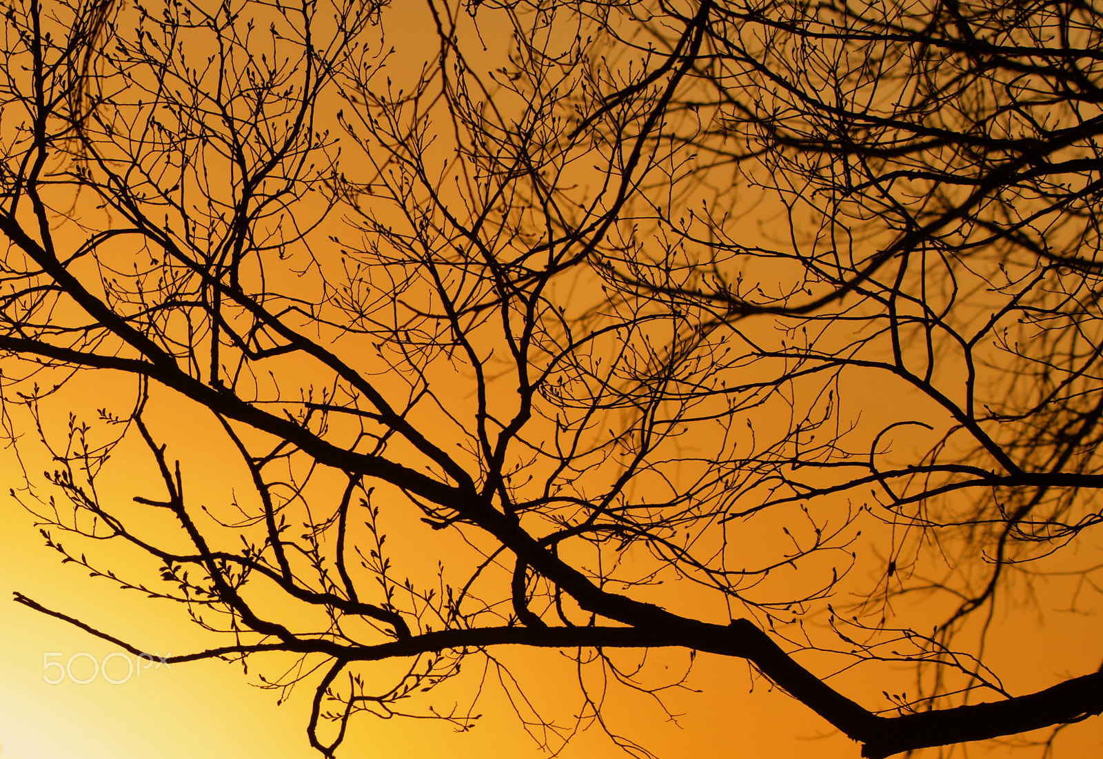 Sigma 150mm f/2.8 EX DG OS HSM APO Macro sample photo. Shadow tree photography