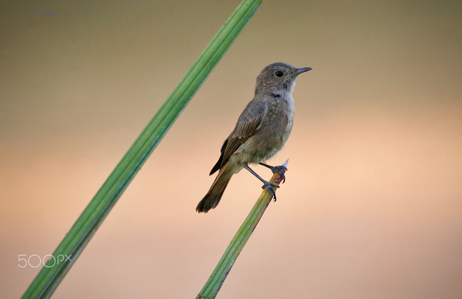 Sigma 150mm f/2.8 EX DG OS HSM APO Macro sample photo. Sunset birdie photography