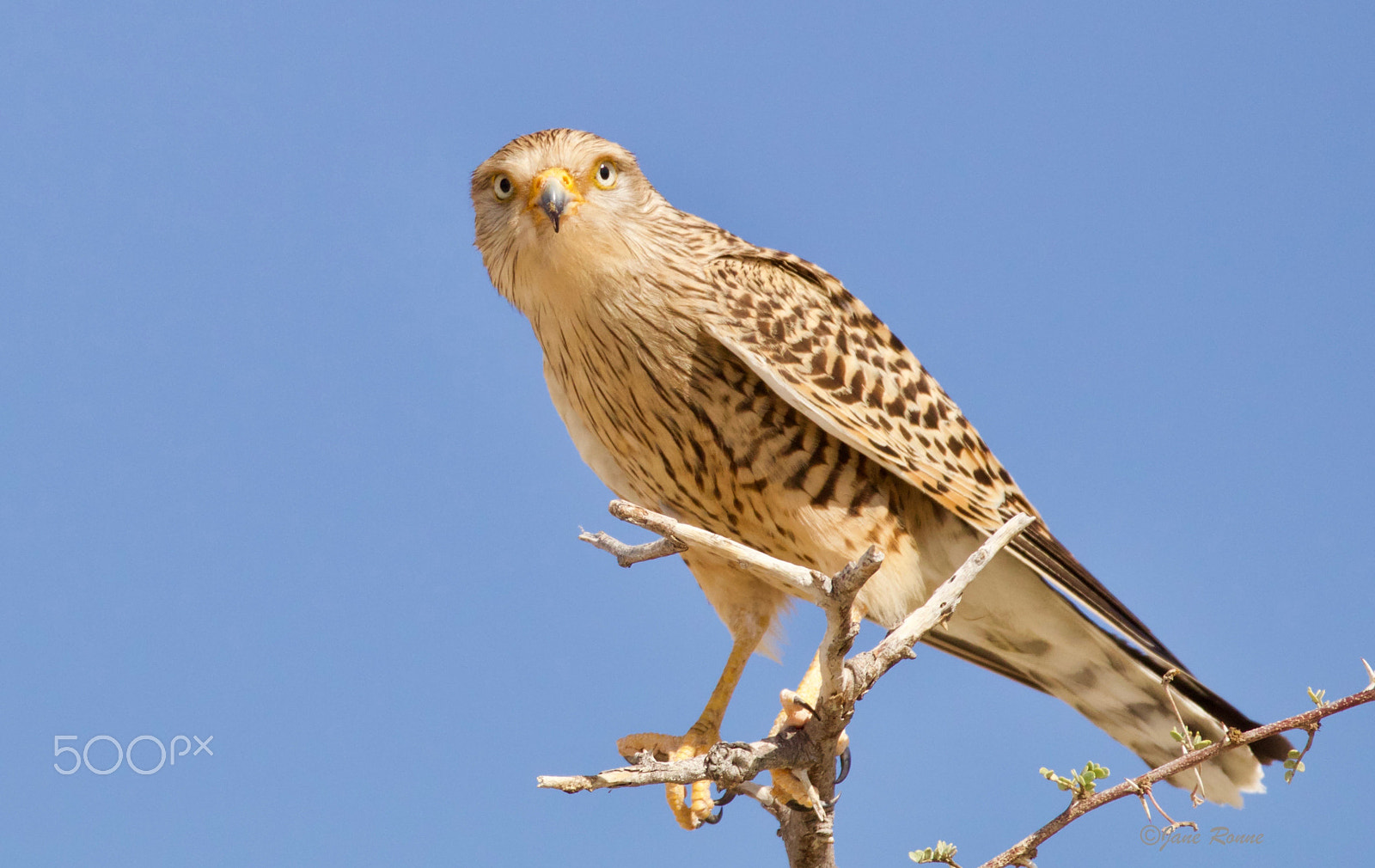 Sigma 150mm f/2.8 EX DG OS HSM APO Macro sample photo. Greater kestrel photography
