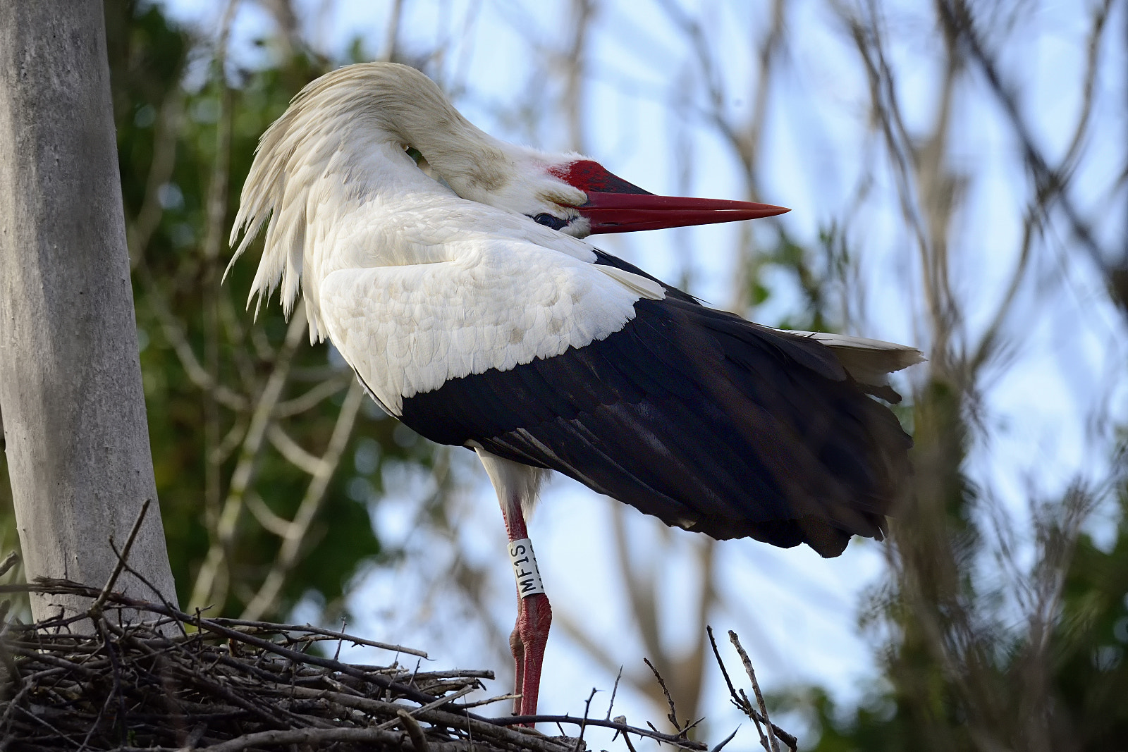 Nikon D800 + Sigma 150-600mm F5-6.3 DG OS HSM | S sample photo. Stork photography