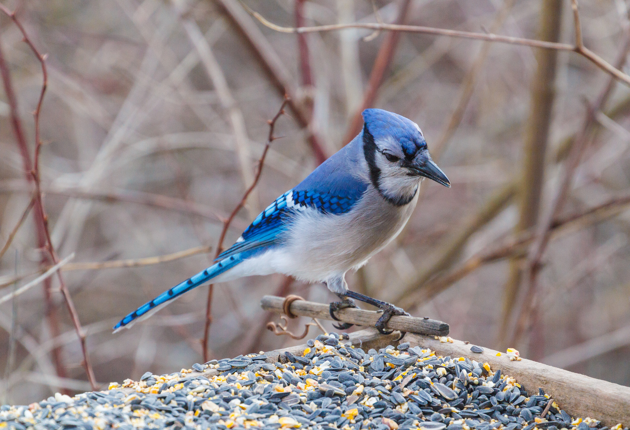 Canon EF 70-300mm F4-5.6L IS USM sample photo. Eyeing the seed photography