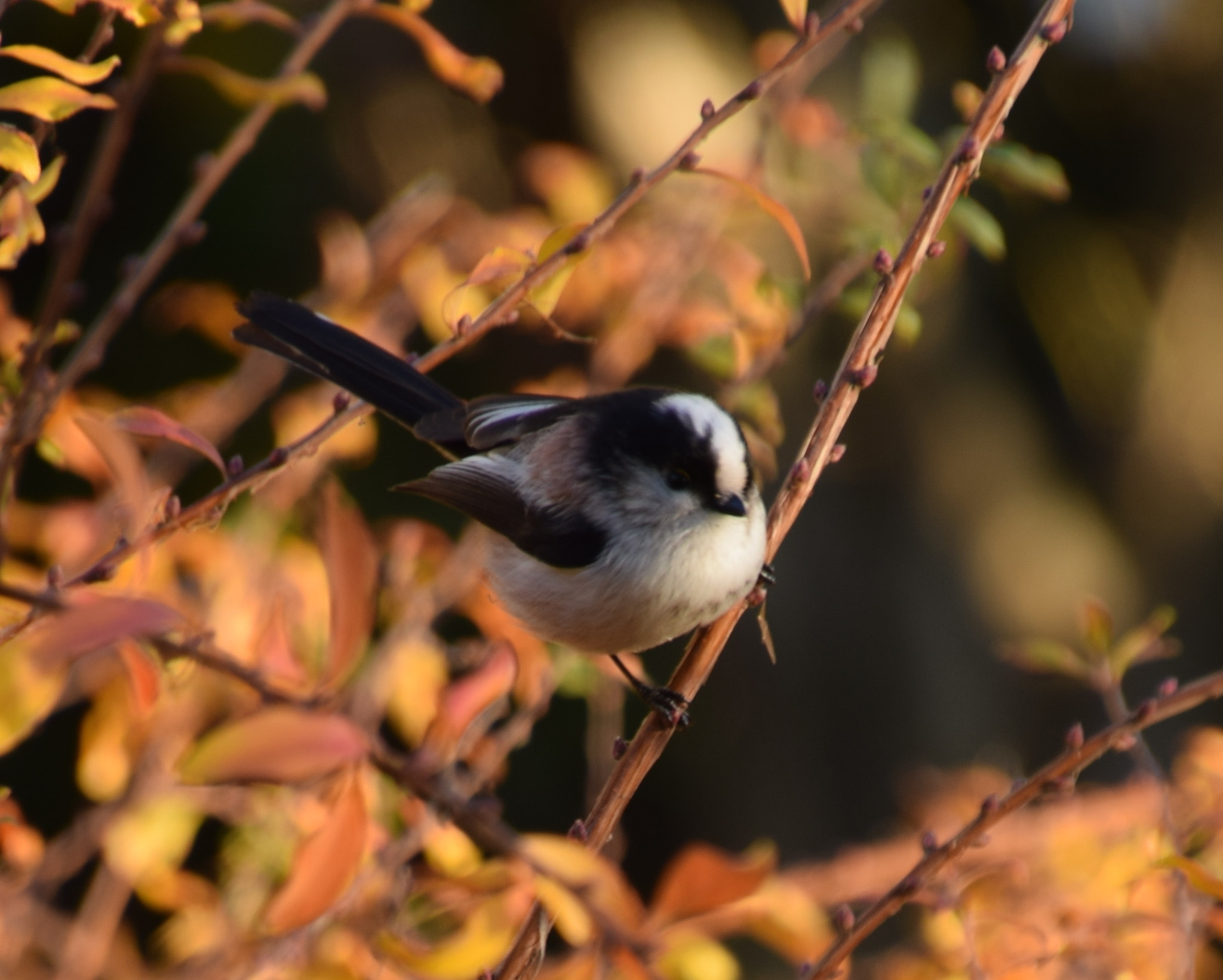 Nikon D3300 + Tamron 16-300mm F3.5-6.3 Di II VC PZD Macro sample photo