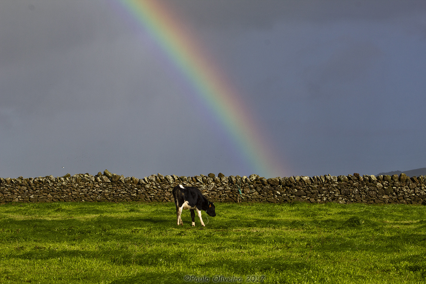 Canon EF-S 55-250mm F4-5.6 IS sample photo. Rainbow in the field photography