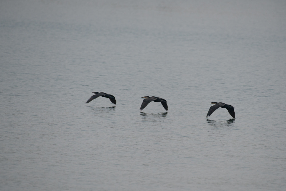 Nikon AF-S Nikkor 200-500mm F5.6E ED VR sample photo. Synchroniced photography