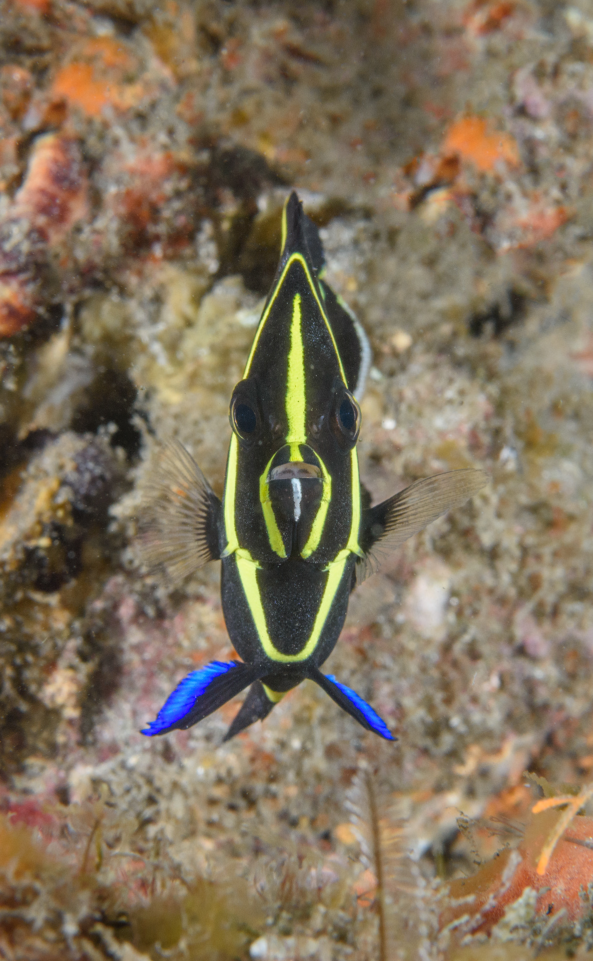 Nikon AF-S Micro-Nikkor 60mm F2.8G ED sample photo. Juvenile french angelfish photography