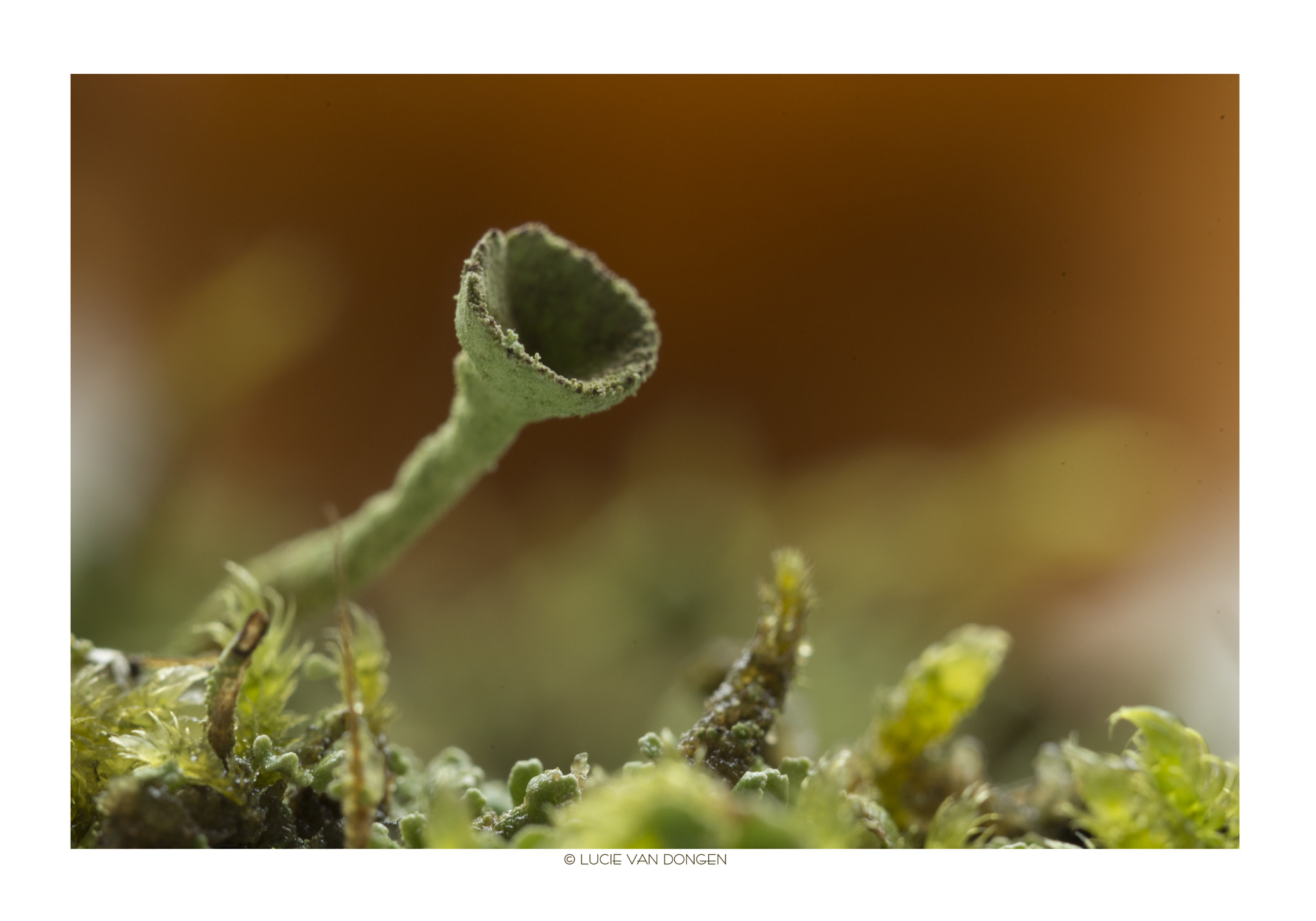 Nikon D610 + Nikon AF Micro-Nikkor 60mm F2.8D sample photo. Moss photography