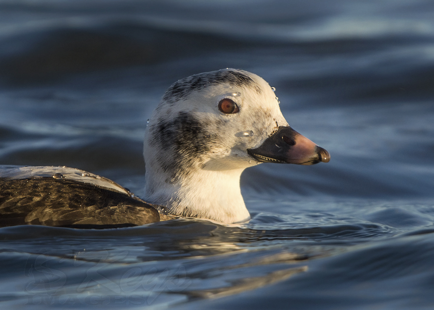 Nikon D7200 + Sigma 500mm F4.5 EX DG HSM sample photo. Below the jetty (long-tailed duck) photography