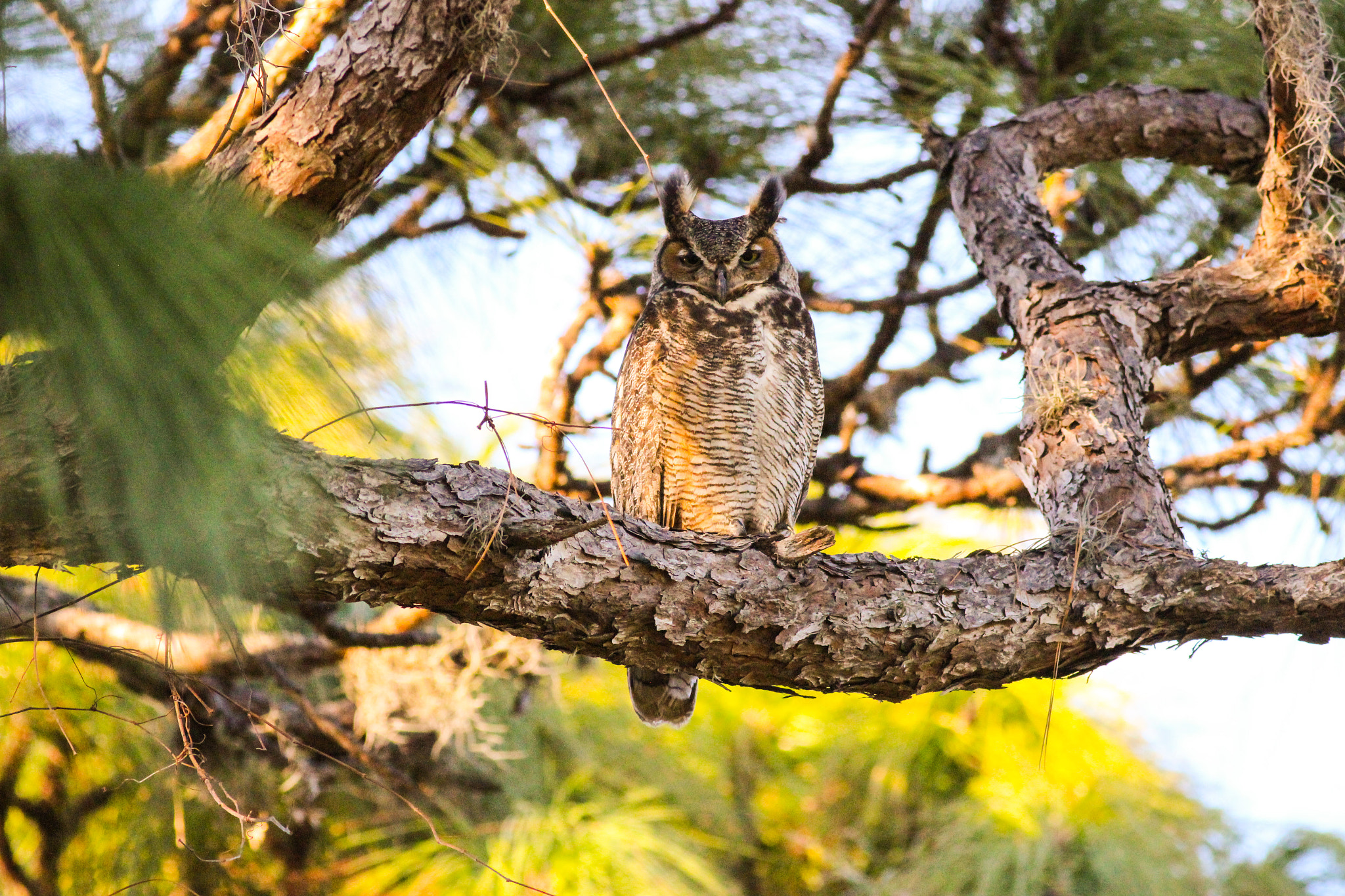 Canon EOS 600D (Rebel EOS T3i / EOS Kiss X5) + Canon EF 400mm F5.6L USM sample photo. Hoot photography