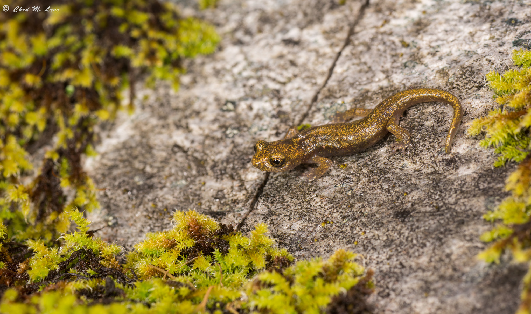 Nikon D810 sample photo. Limestone salamander (hydromantes brunus) juvenile. mariposa county, california.   i love the... photography