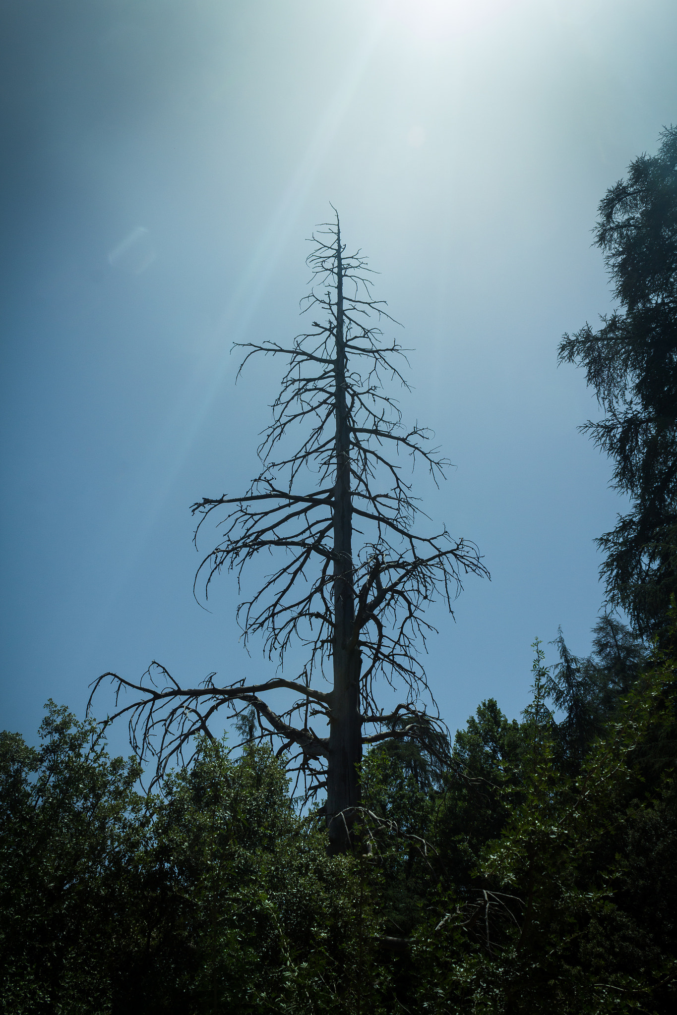 Canon EF-S 18-55mm F3.5-5.6 IS sample photo. Tree of death photography