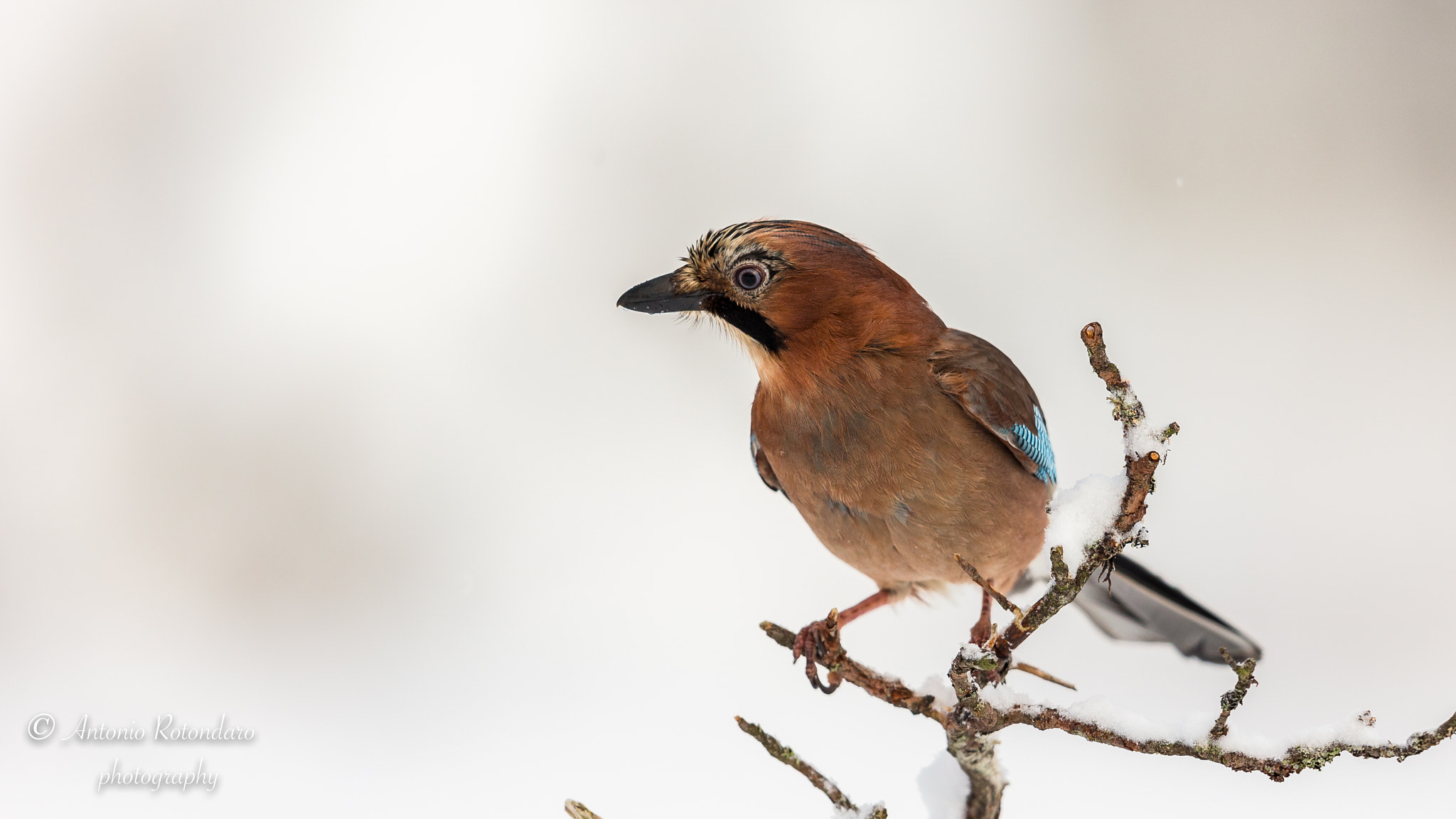 Canon EF 500mm F4L IS II USM sample photo. Ghiandaia photography