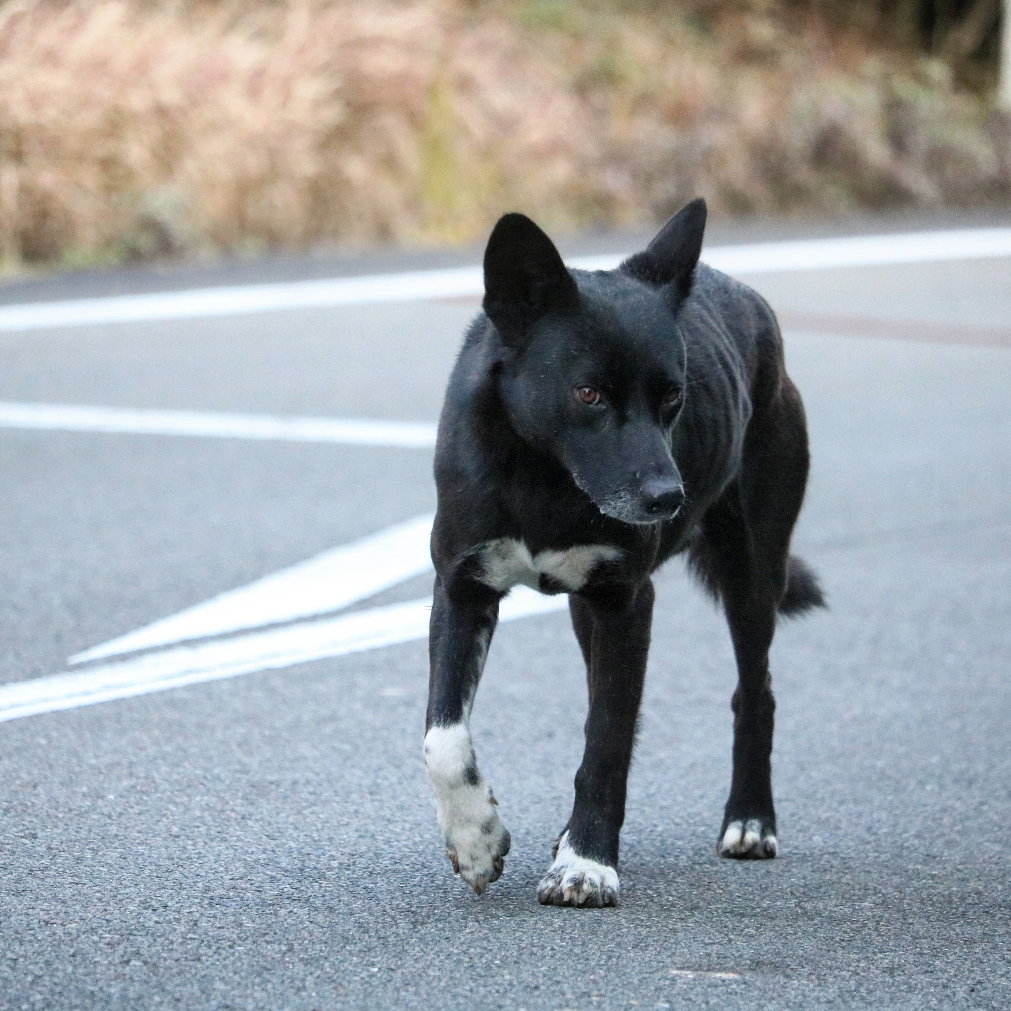 Canon EOS 750D (EOS Rebel T6i / EOS Kiss X8i) + Canon EF-S 55-250mm F4-5.6 IS STM sample photo. Stray dog photography