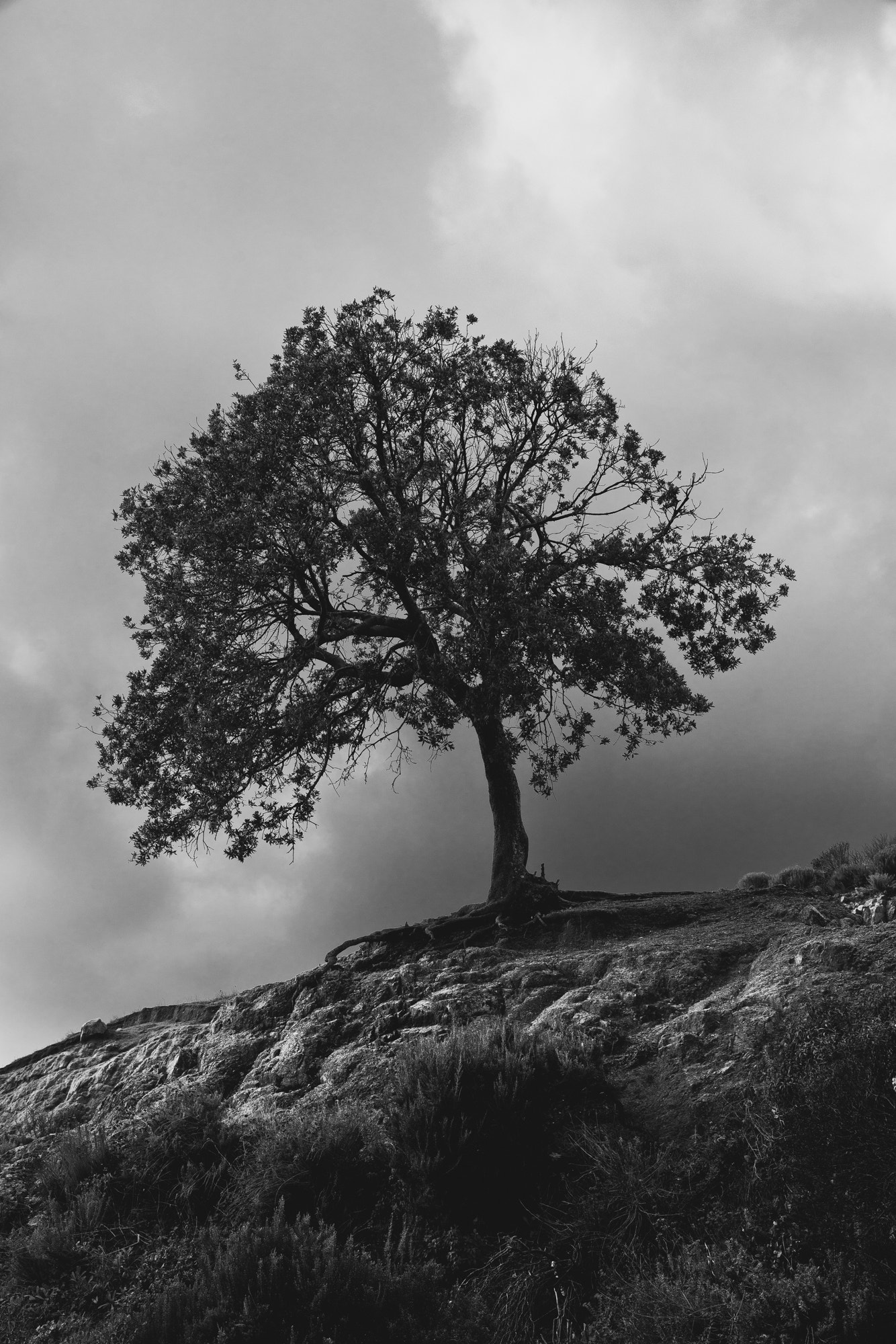 Canon EF 24-70mm F2.8L II USM sample photo. Lonely tree corsica photography