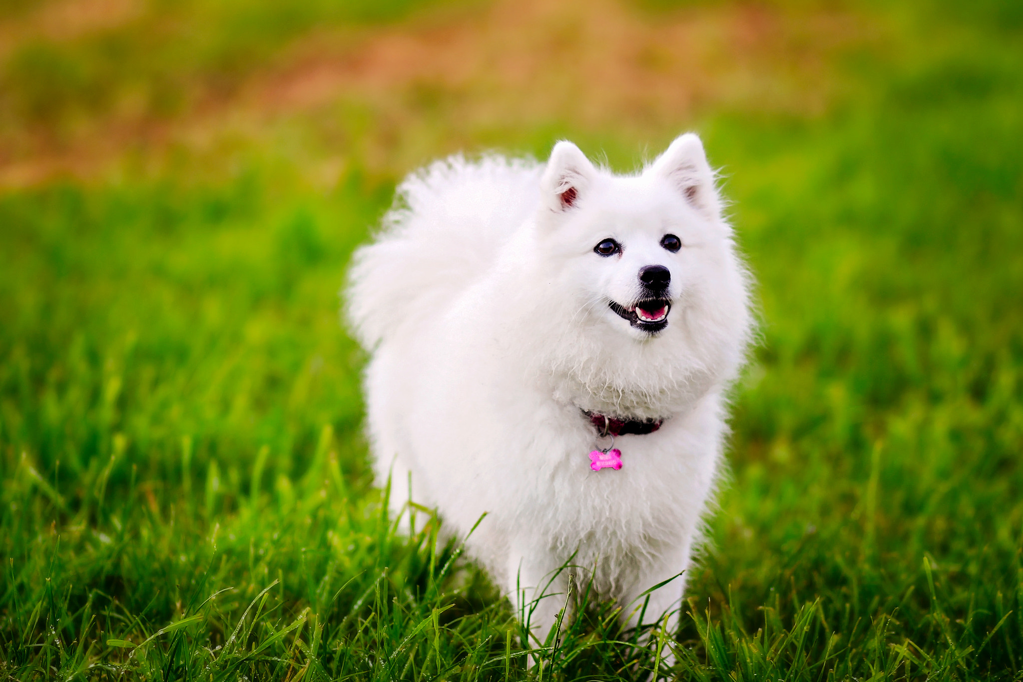 Canon EOS 650D (EOS Rebel T4i / EOS Kiss X6i) + Canon EF 85mm F1.8 USM sample photo. Milka photography