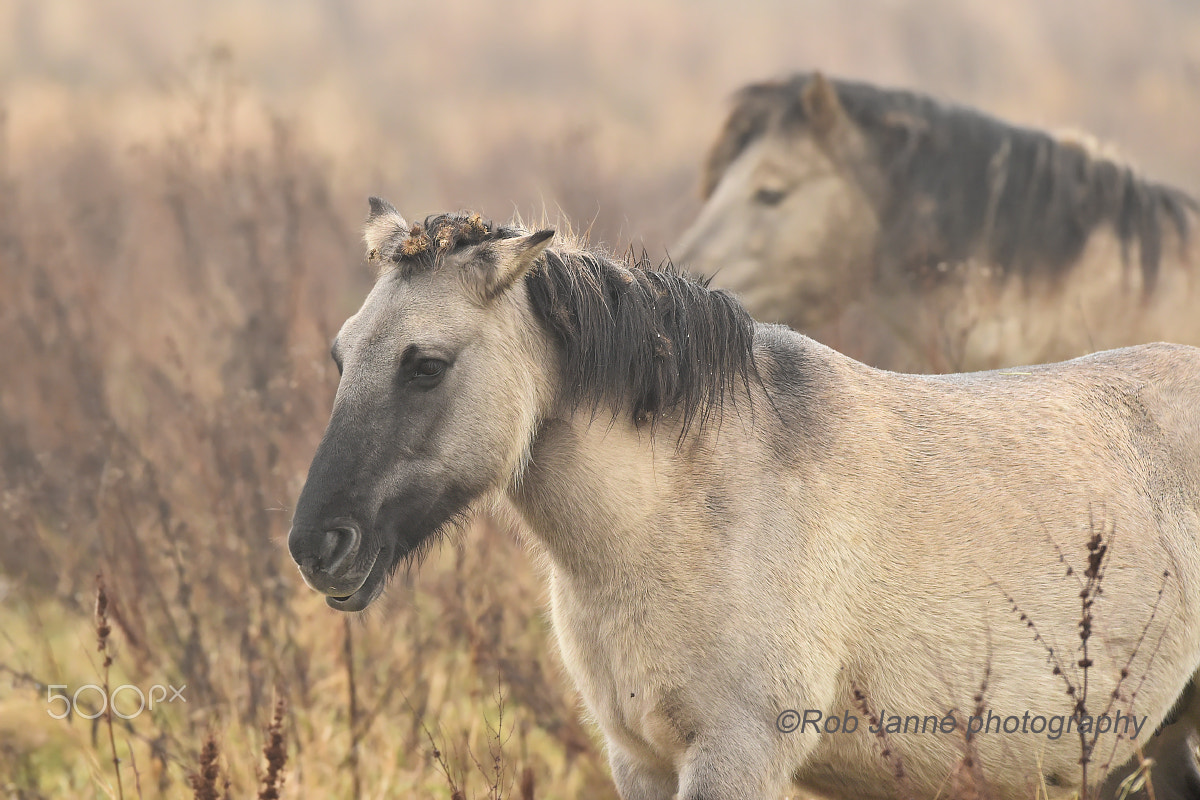 Nikon D4S sample photo. The konik photography