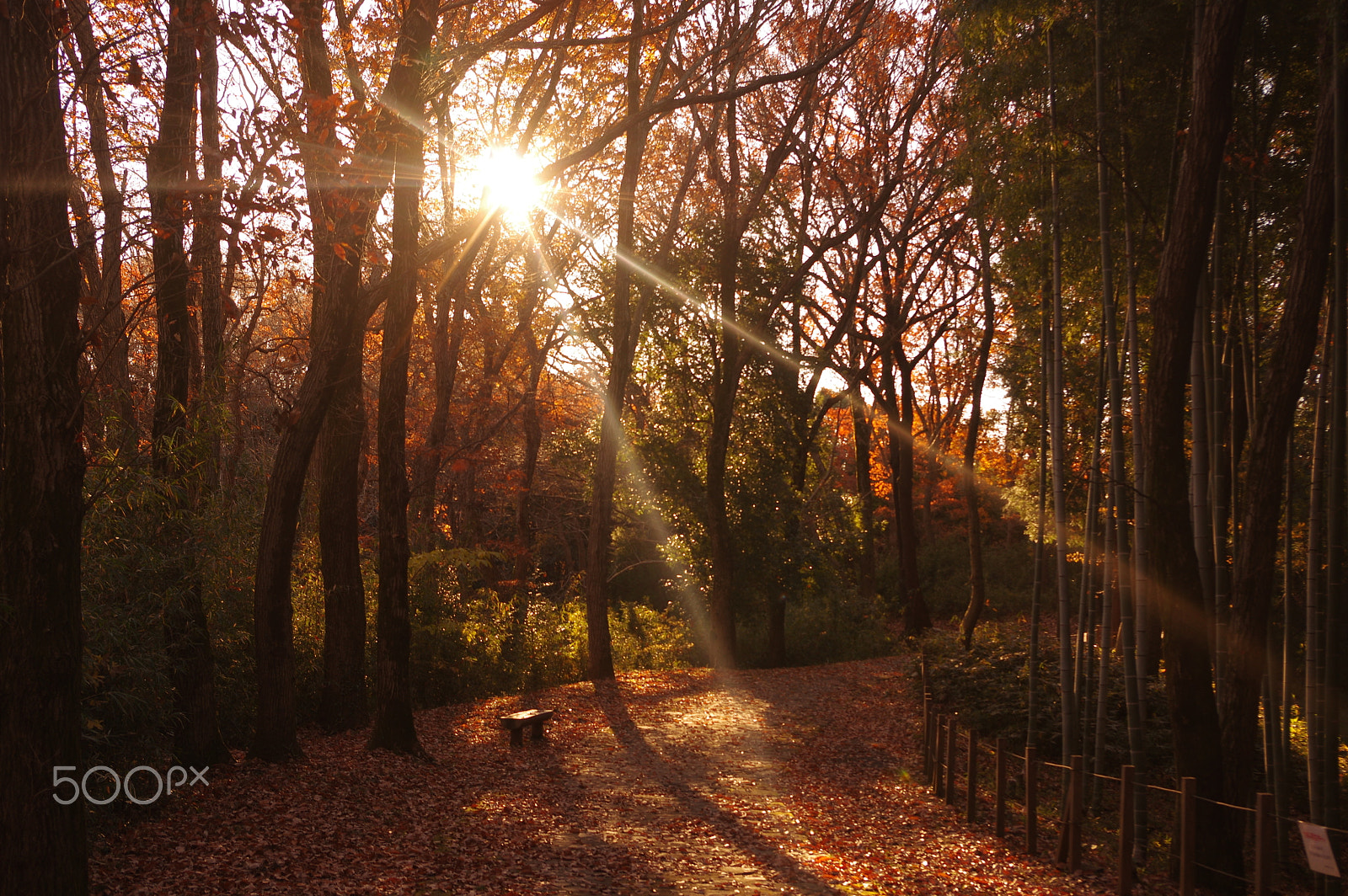 Pentax K-3 II sample photo. Morning light photography