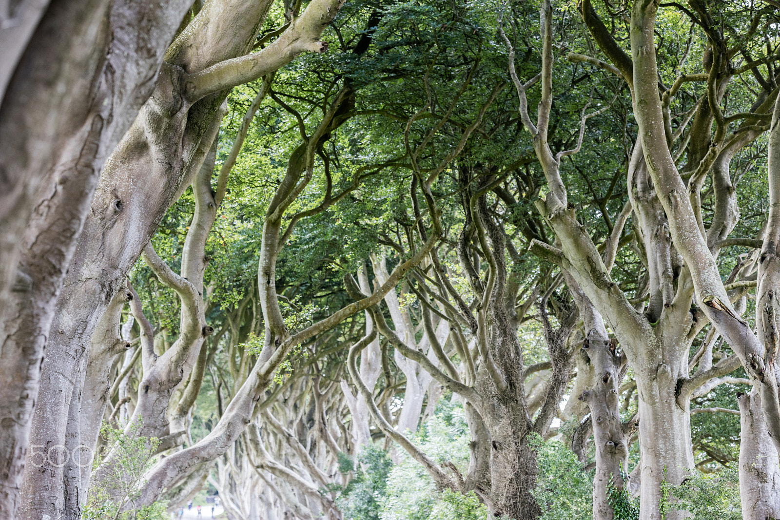 Sigma 150mm f/2.8 EX DG OS HSM APO Macro sample photo. Magical forest, northern ireland photography
