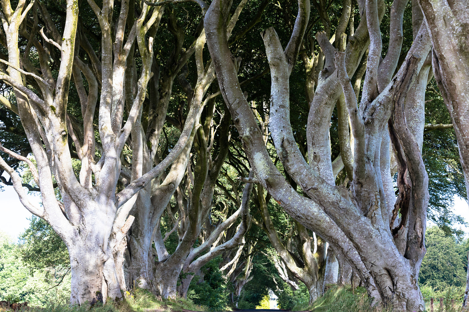 Sigma 150mm f/2.8 EX DG OS HSM APO Macro sample photo. Magical forest, northern ireland photography