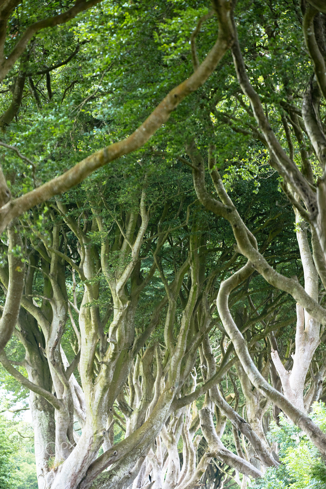 Sigma 150mm f/2.8 EX DG OS HSM APO Macro sample photo. Magical forest, northern ireland photography